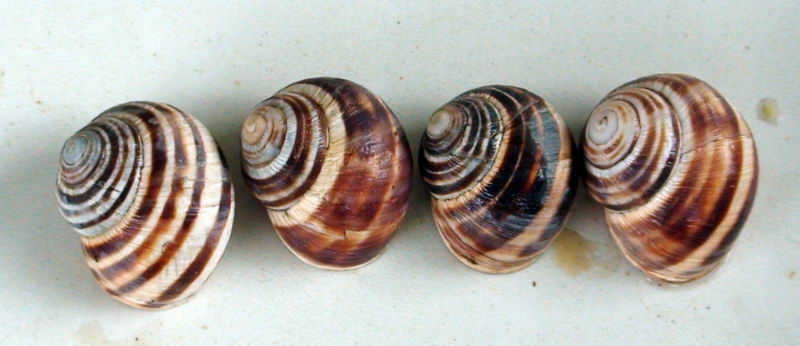 Variazioni in Helix ligata